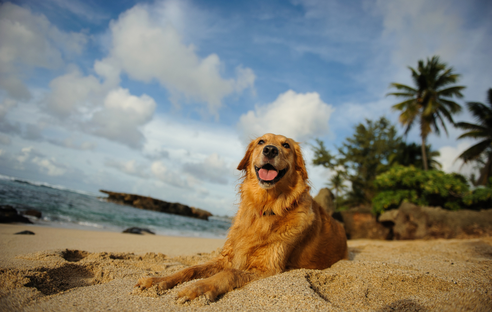 hawaii travel with pets